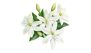 jasmine watercolour