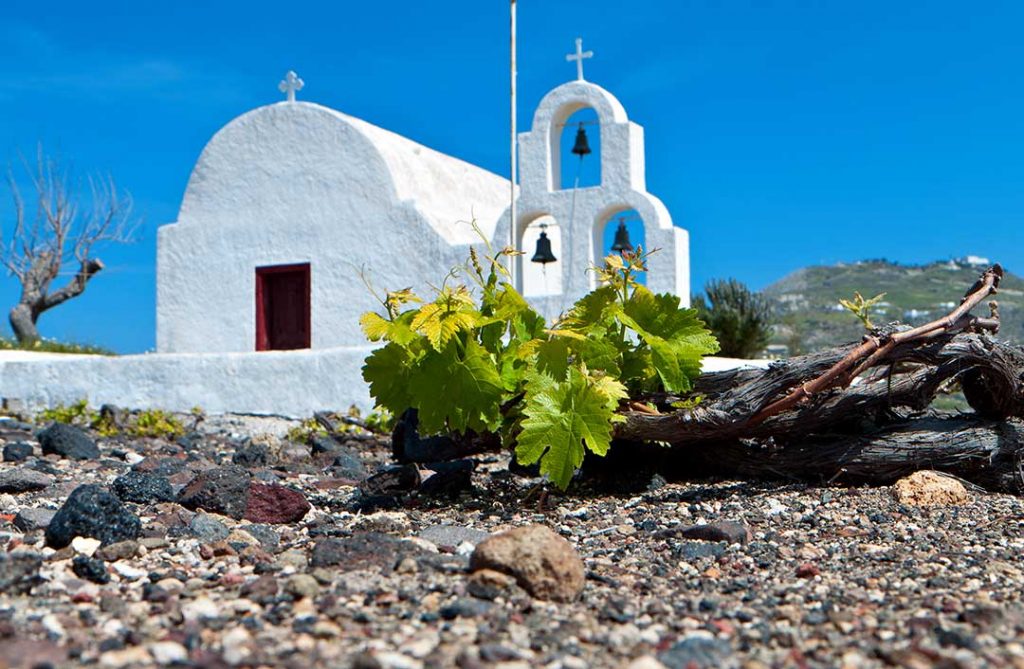 Santo Assyrtiko vine with church