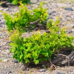 Santo Assyrtiko vines