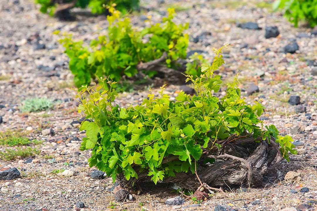 Assyrtiko